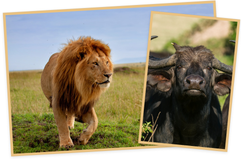 마사이마라 (Masai Mara)