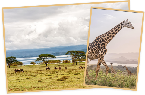 나이바샤 (Naivasha)