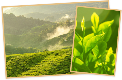 티고니 (Tigoni) 이미지