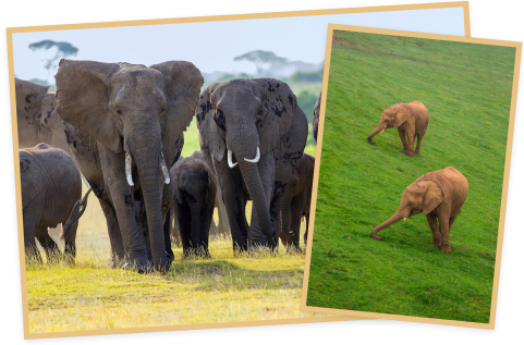 암보셀리 (Amboseli) 이미지